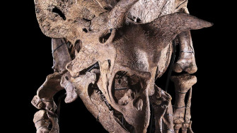 Comment acheter un dinosaure ? Nos conseils pour collectionner fossiles et squelettes préhistoriques