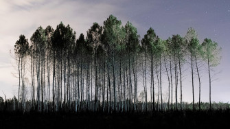 Photo : le drame des feux de forêts au cœur d’un ambitieux projet artistique