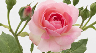 Photo : « Je vais vers le printemps des fleurs. » La vie en roses de Pierre Joseph