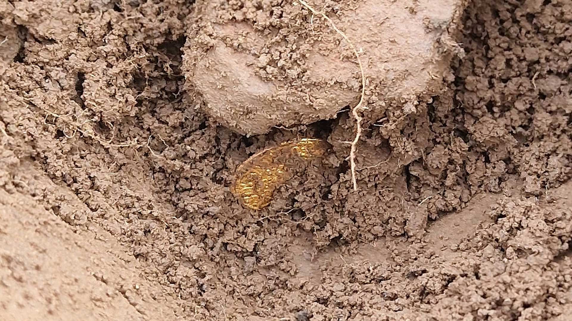 Archéologie : « C’est la trouvaille d’une vie » En Écosse, deux amateurs découvrent un extraordinaire trésor de pièces de monnaie du XVe siècle au détecteur de métaux