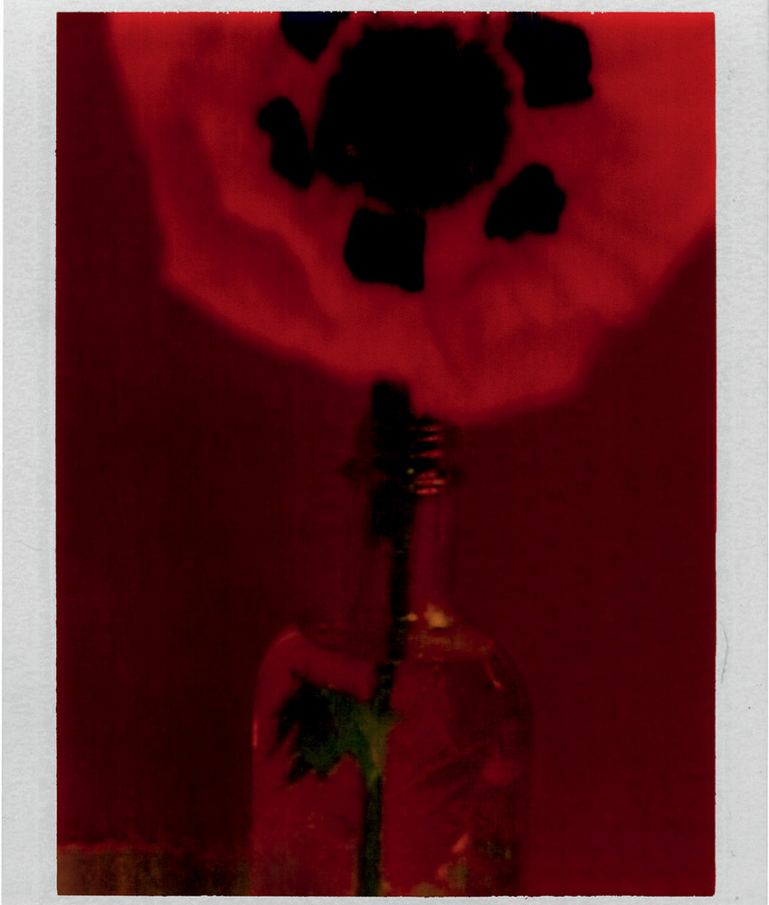 Sarah Moon, Le pavot, 1997 © Sarah Moon / Adagp, 2025
