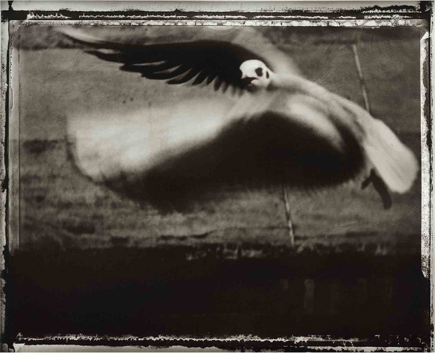 Sarah Moon, La mouette, 1998 © Sarah Moon / Adagp, 2025