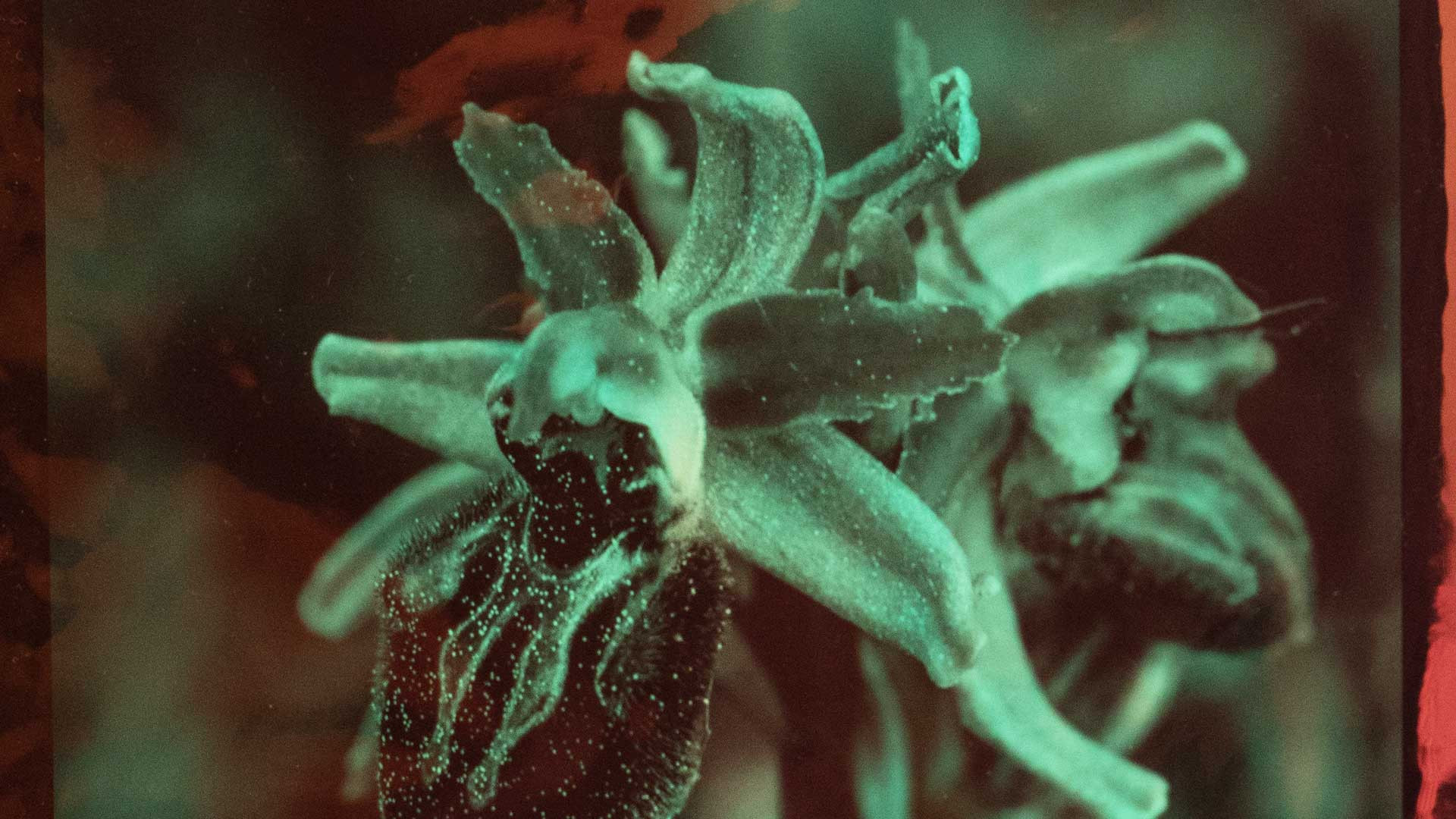Exposition Photo à Paris : Almudena Romero révèle le pouvoir des plantes à la MEP
